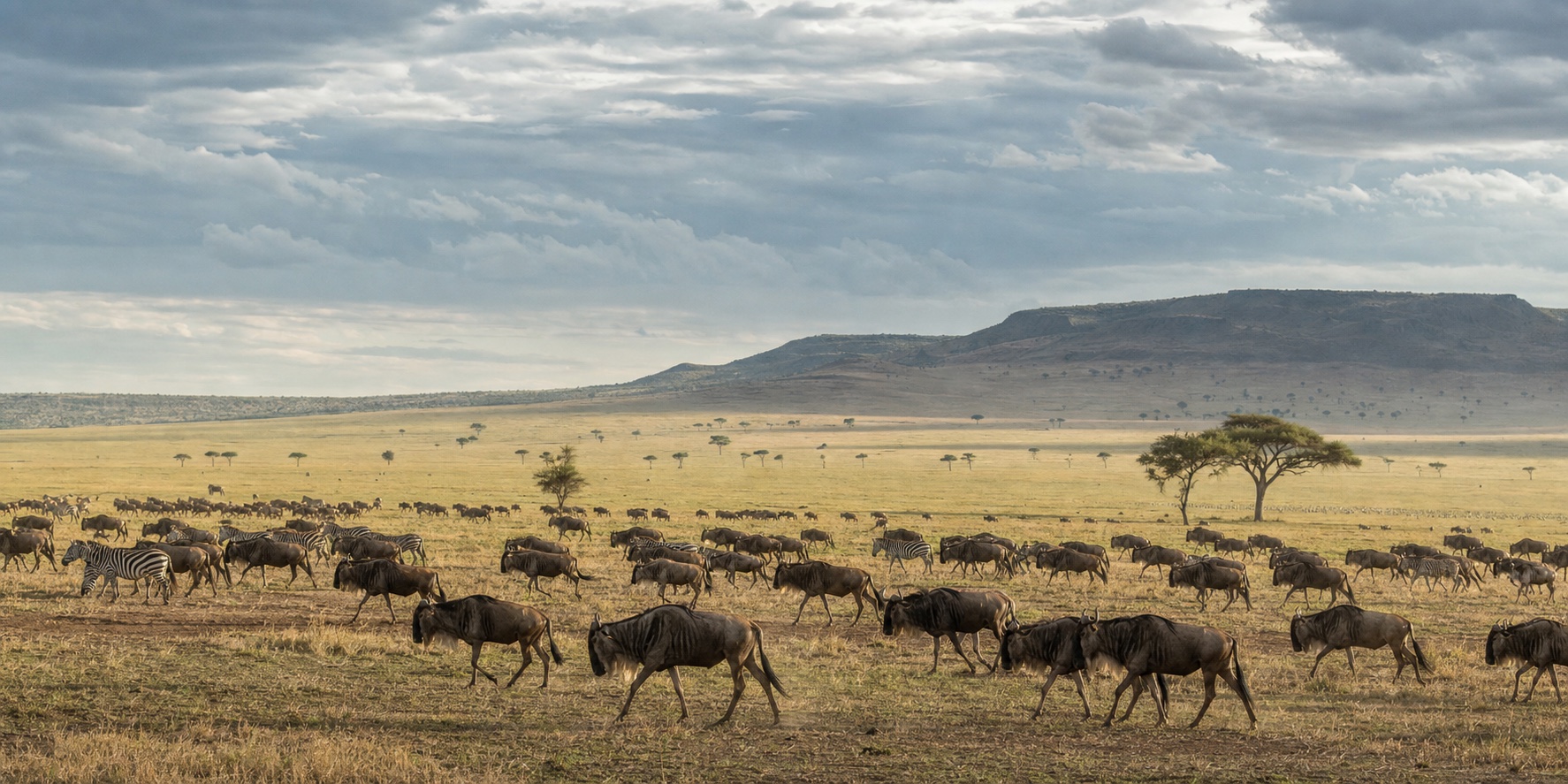 Wildebeest and zebra moving across open grassland beneath a wide cloudy sky